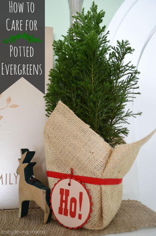 Care for Evergreen Trees 