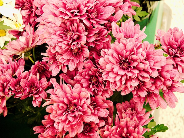 Heirloom Mums for Your Garden: Varieties and Care