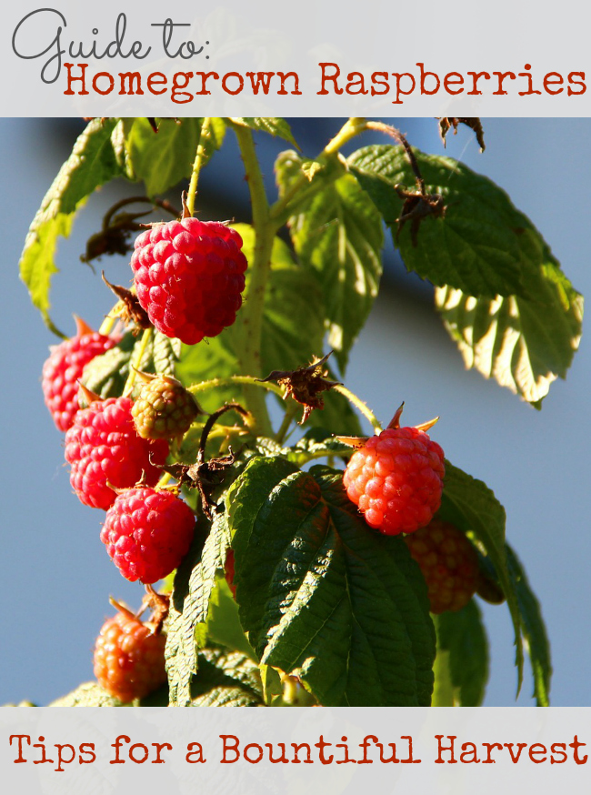 Guide to Homegrown Raspberries: Tips for a Bountiful Harvest