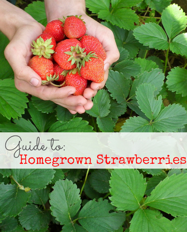 Guide to Homegrown Strawberries: Never Eat Store-Bought Again