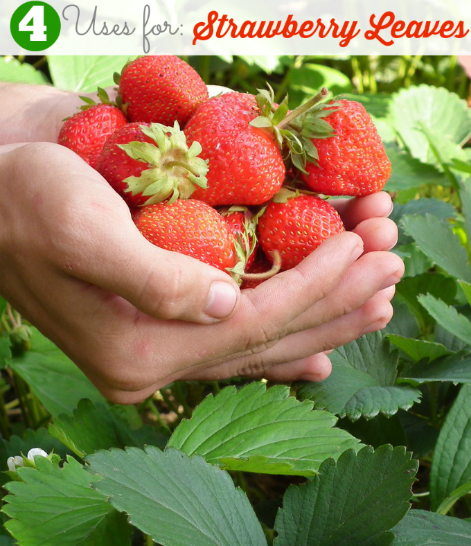 4 Uses for Strawberry Leaves