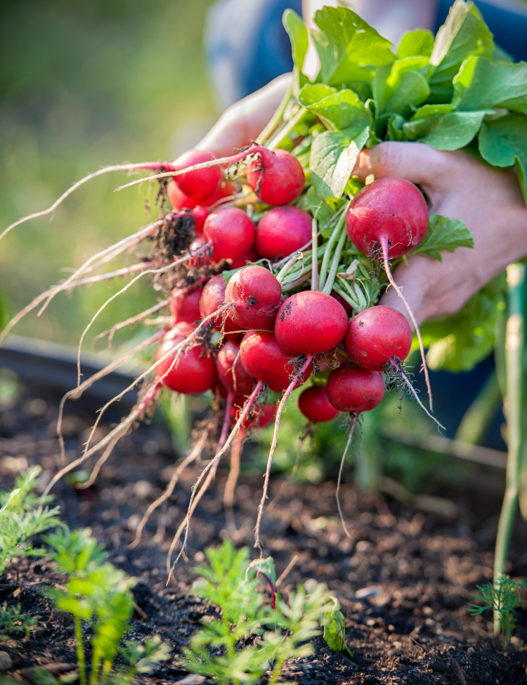 On a low carb diet and can't have potatoes? Don't like raw radishes? Try roasted radishes instead! Learn all about radishes and how this roasted radishes recipe is a great substitute for potatoes. Once roasted, these fresh radishes lose their spicy, peppery flavor and taste great with a dollop of sour cream!