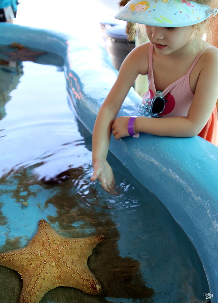Girl and starfish touch tank at Aquarium Encounters Florida Keys